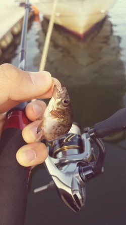 豆アジング開幕？